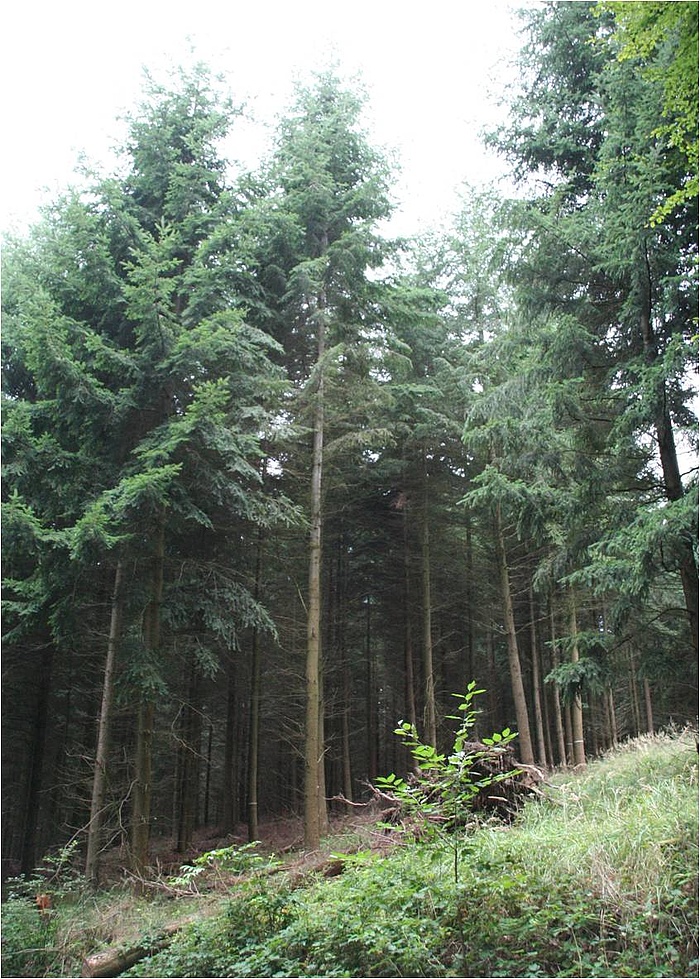 Fichte (Foto: Hauptverband der Deutschen Holzindustrie (HDH))