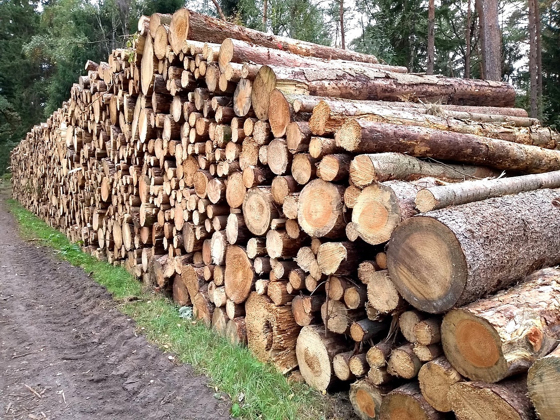 Wenn es um die Erreichung unserer Klimaziele geht, kann Holz nicht weiterhelfen. Es wächst einfach zu langsam, bevor Kipppunkte eintreten könnten. (Foto: energie-experten.org)