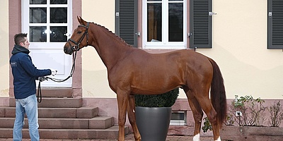 Die Sport Pferde Zucht Galmbacher hat sich seit ihrer Gründung 2001 einen hervorragenden Ruf für besondere, gut ausgebildete Pferde erworben. (Foto: Galmbacher Sport Pferde Zucht)