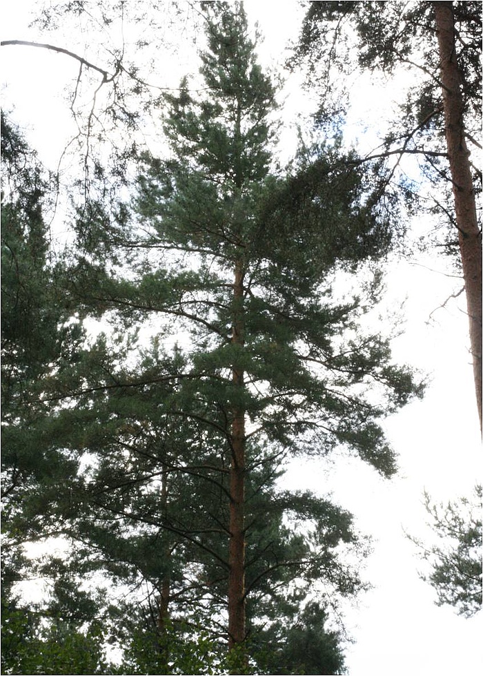 Waldkiefer (Foto: Hauptverband der Deutschen Holzindustrie (HDH))