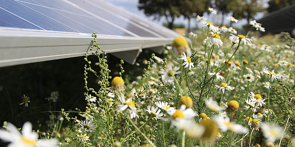 Hier sehen Sie Blumen, welche unter den Modulen des Solarparks Rapshagen wachsen